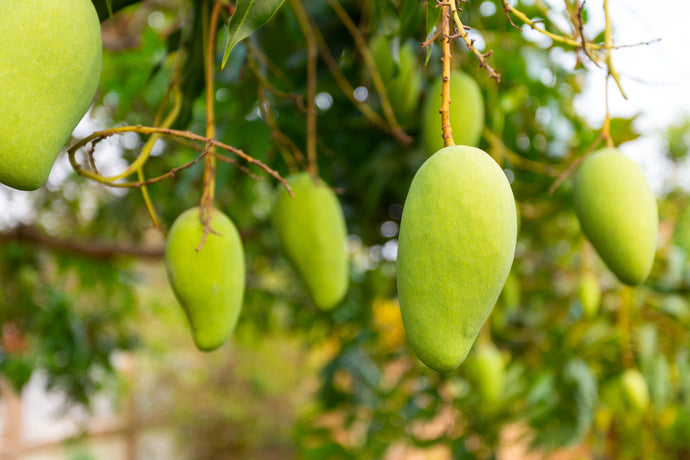 आप सभी को आम के बारे में जानने की जरूरत है।(All you need to know about mango in hindi.)